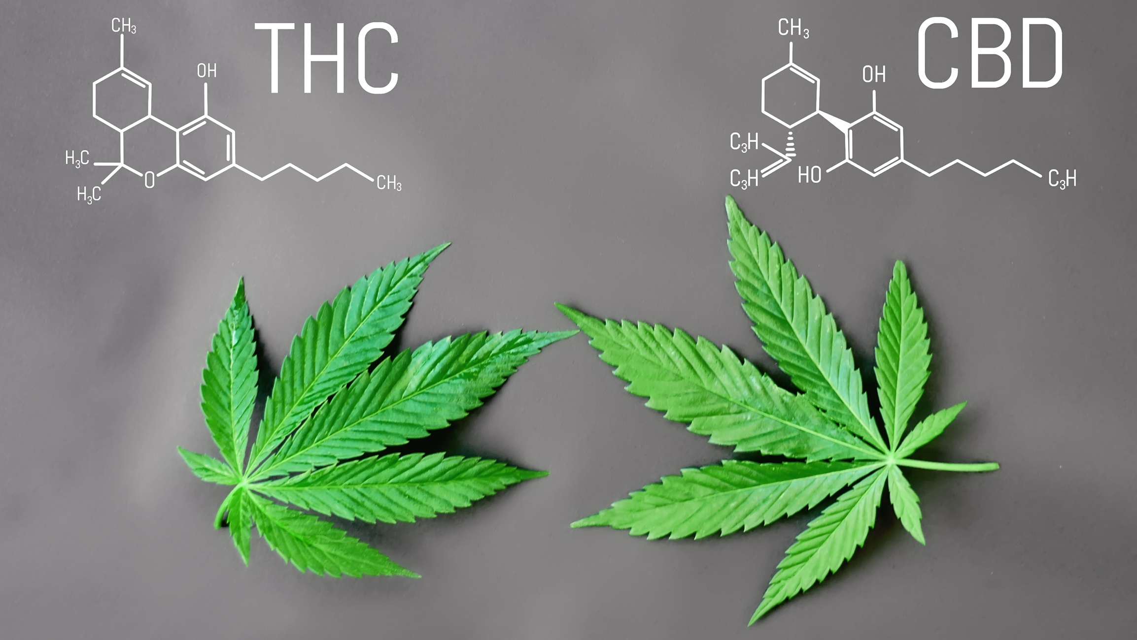 Cbd Vs Thc What Are The Differences