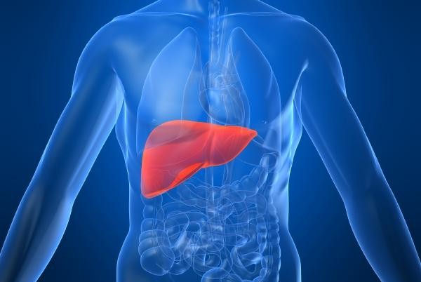 How to take the best CBD oil for liver disease 1 How to take the best CBD oil for liver disease